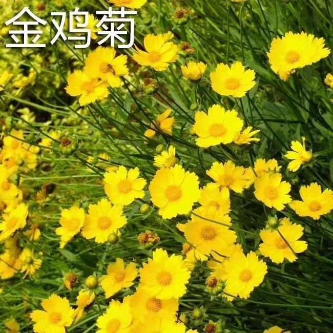 大花金鸡菊种子 多年生宿根纯黄色菊花种籽 易活播种耐旱耐热
