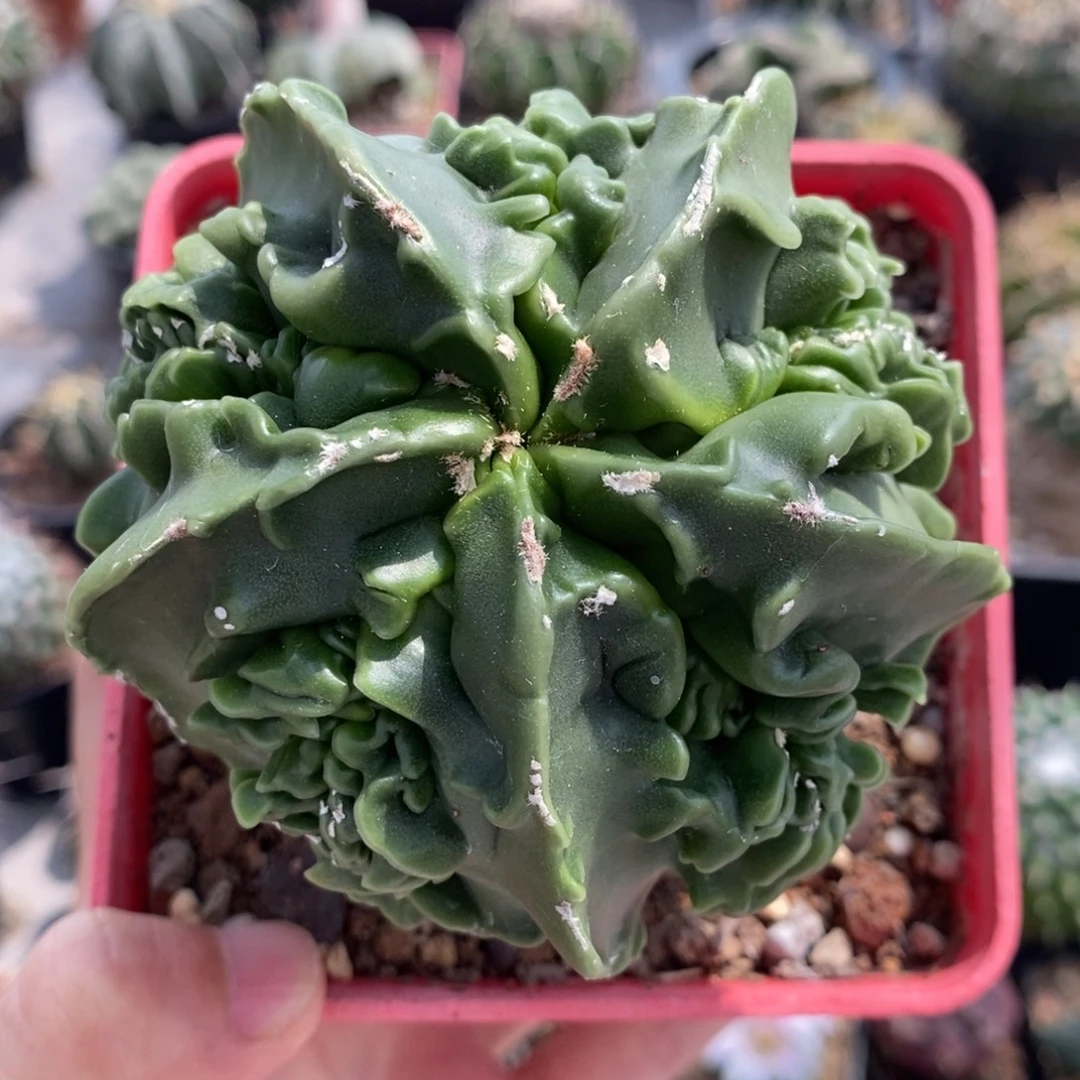 大核桃植播园艺优选