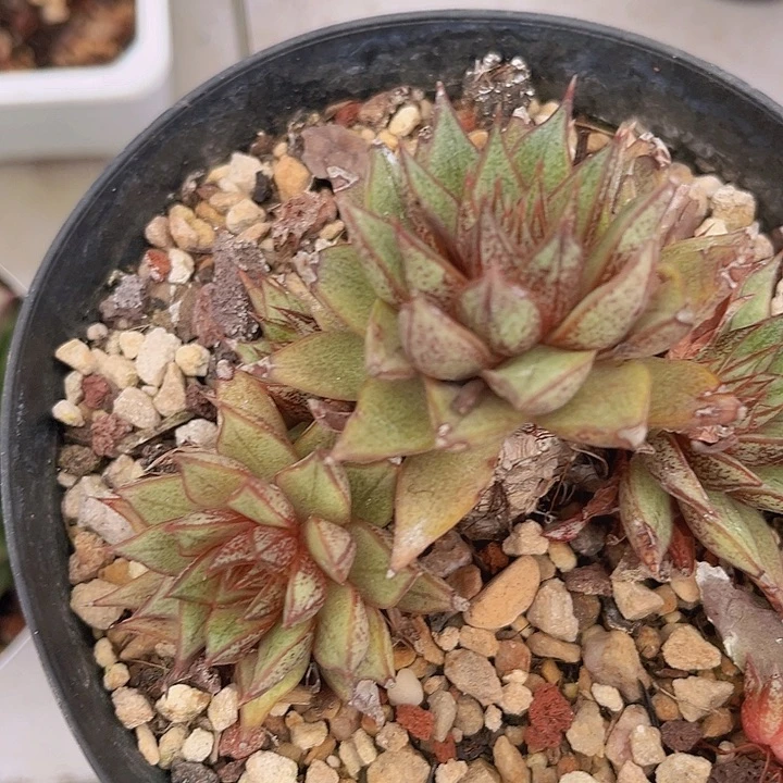 百合锦2686多肉植物