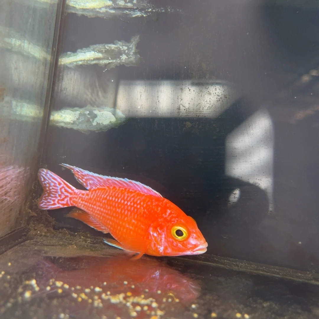 P***h海水1号龙血火焰红10左右