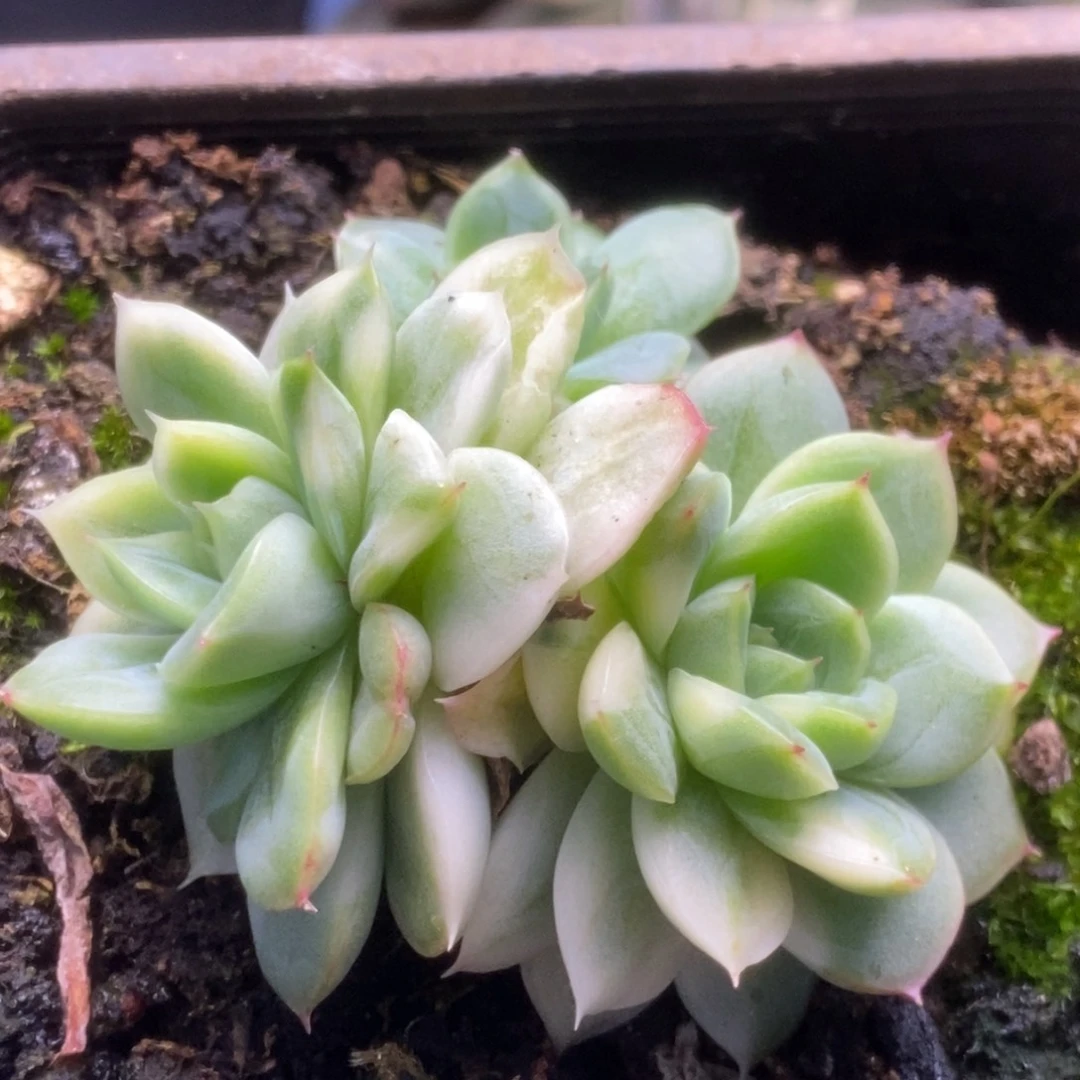 262东云杂锦锦锦锦锦锦