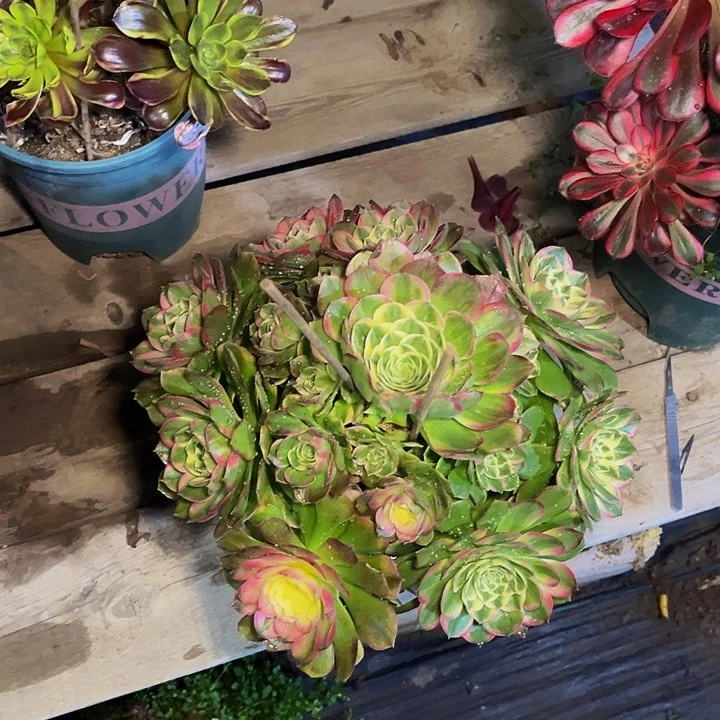 海仙海仙海仙0018