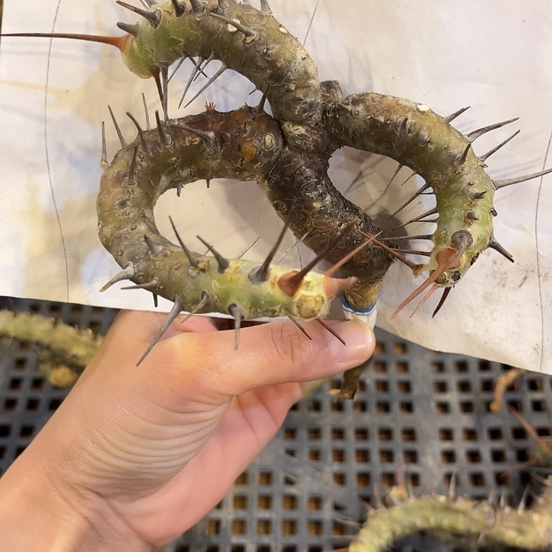 优选产地刺月界，紧凑弯枝