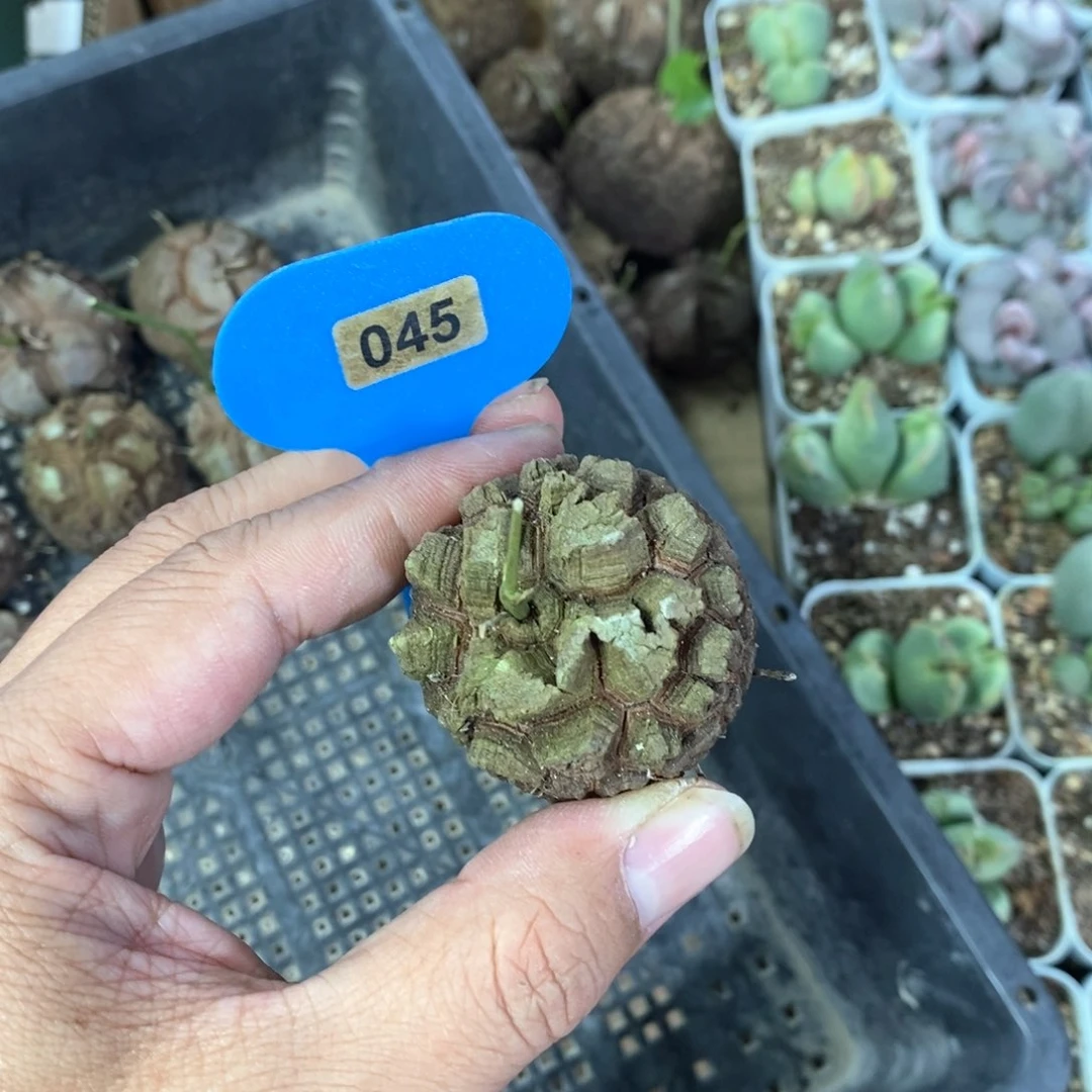 自*火龟甲龙多肉植物一个