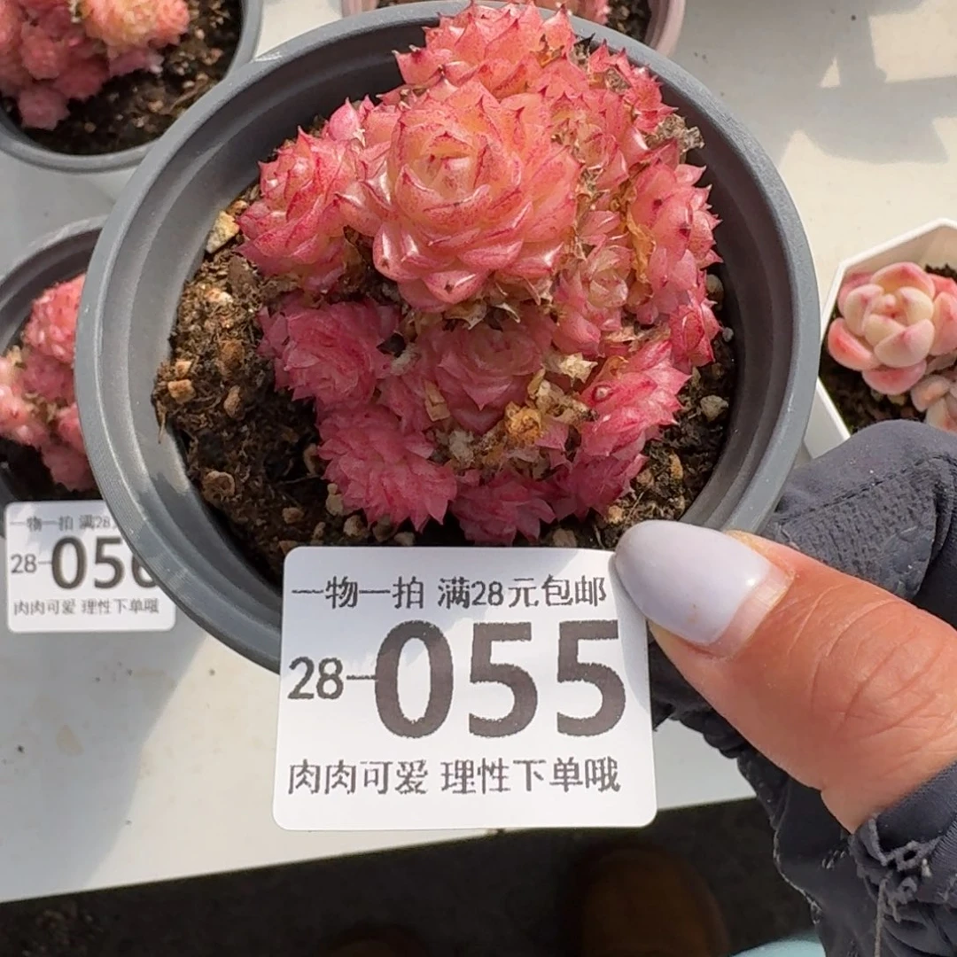麦秆无盆土发货无