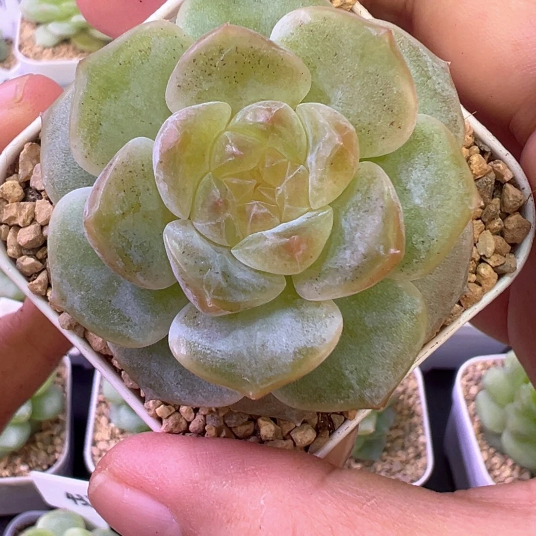 631号有晒斑晗雨多肉植物