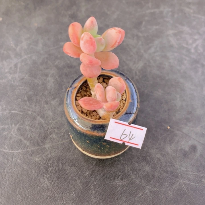 一物一拍满30包邮 64