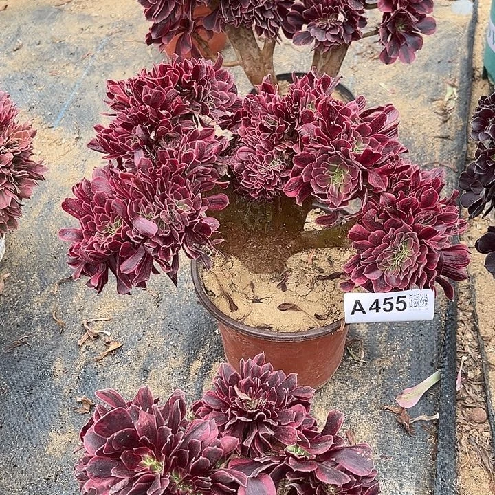 满28包邮，455美杜莎官服27厘米