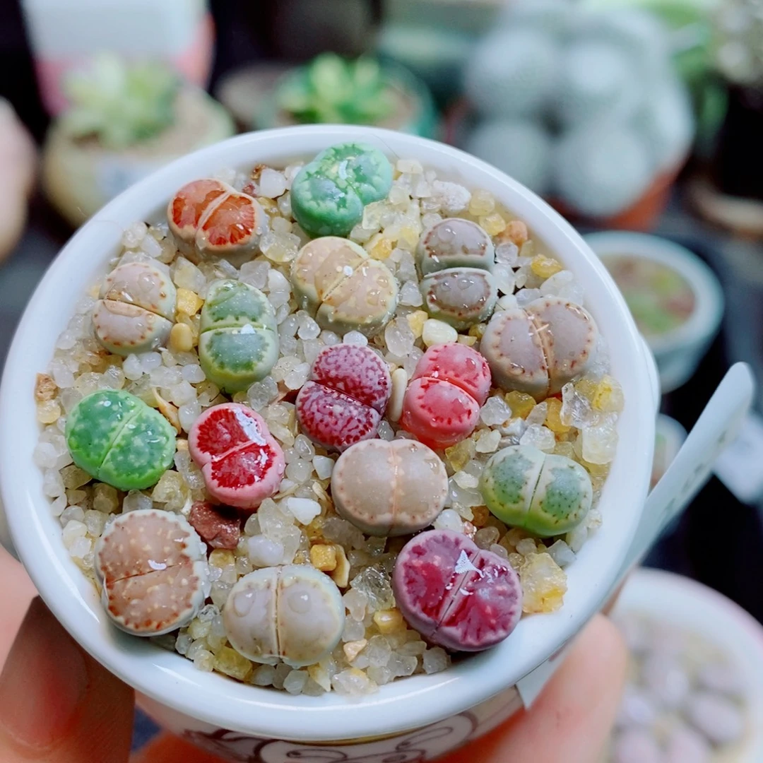 倪***妮生石花花花花花花花花293
