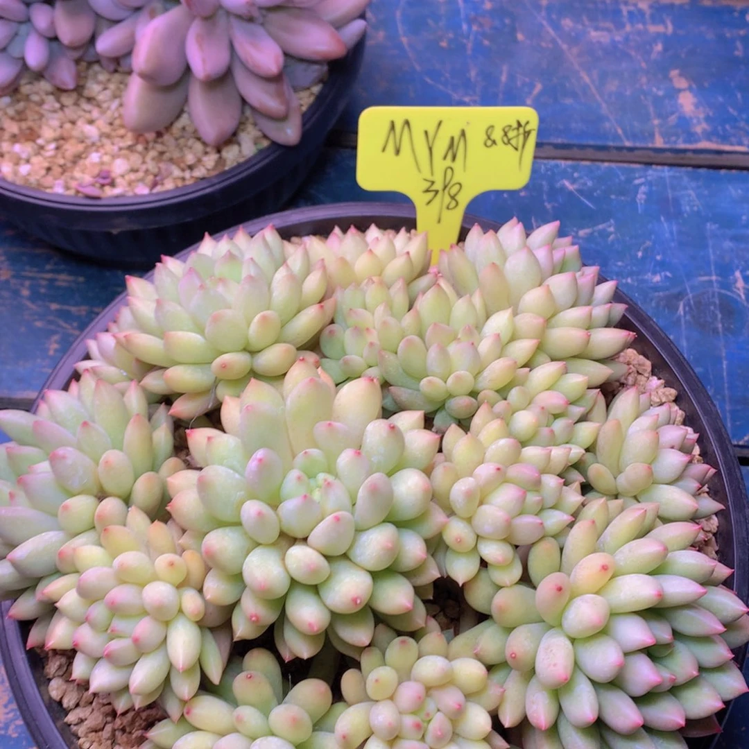 我家的小姐姐们都是我的小可爱