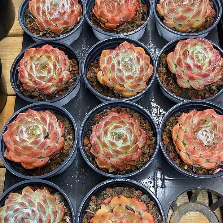 团 冰魄 福利多多