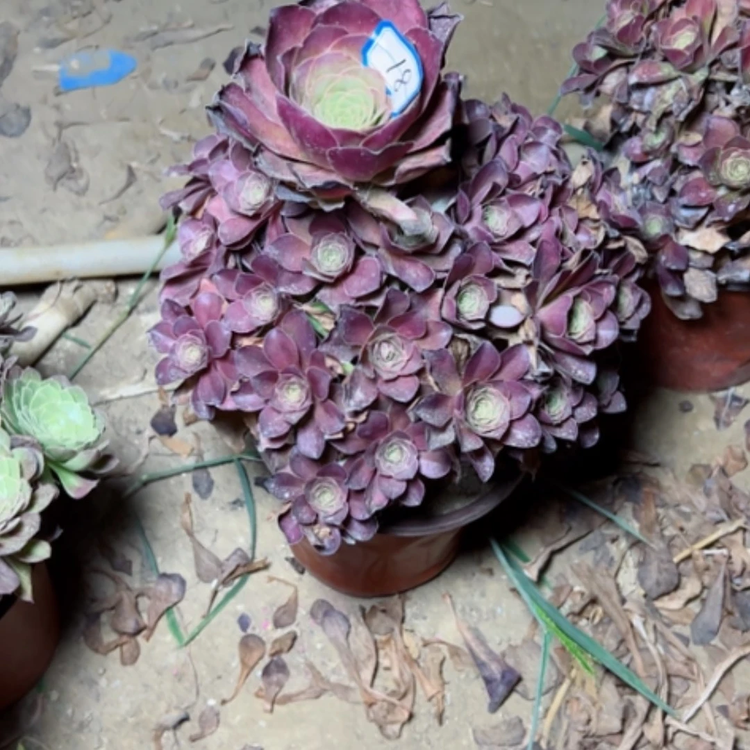 【闪购商品】鹏多肉植物魅金18