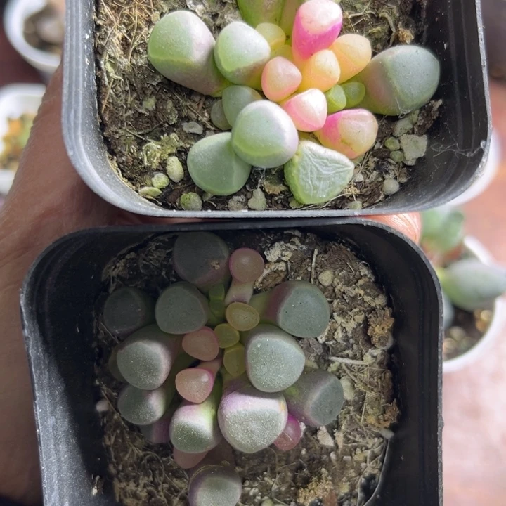 妞***妈可爱多肉嘟嘟可爱015