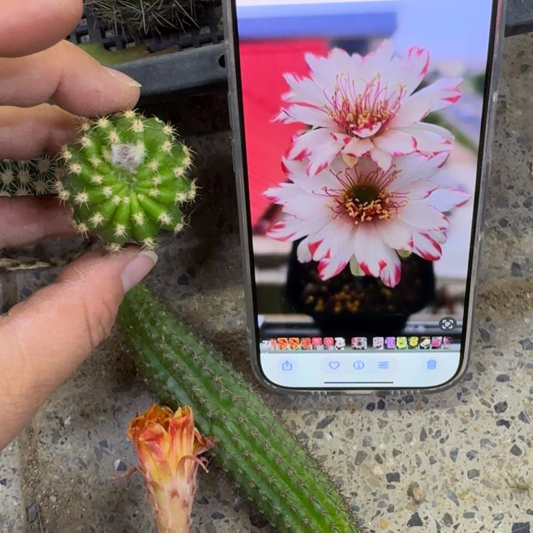 326丽花蝉衣歪无根侧牙3公分左右，20包邮