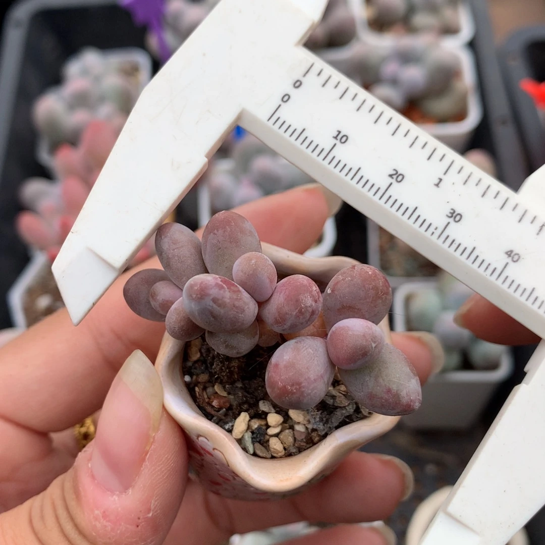 糖果红拉丝锦奶酪多肉