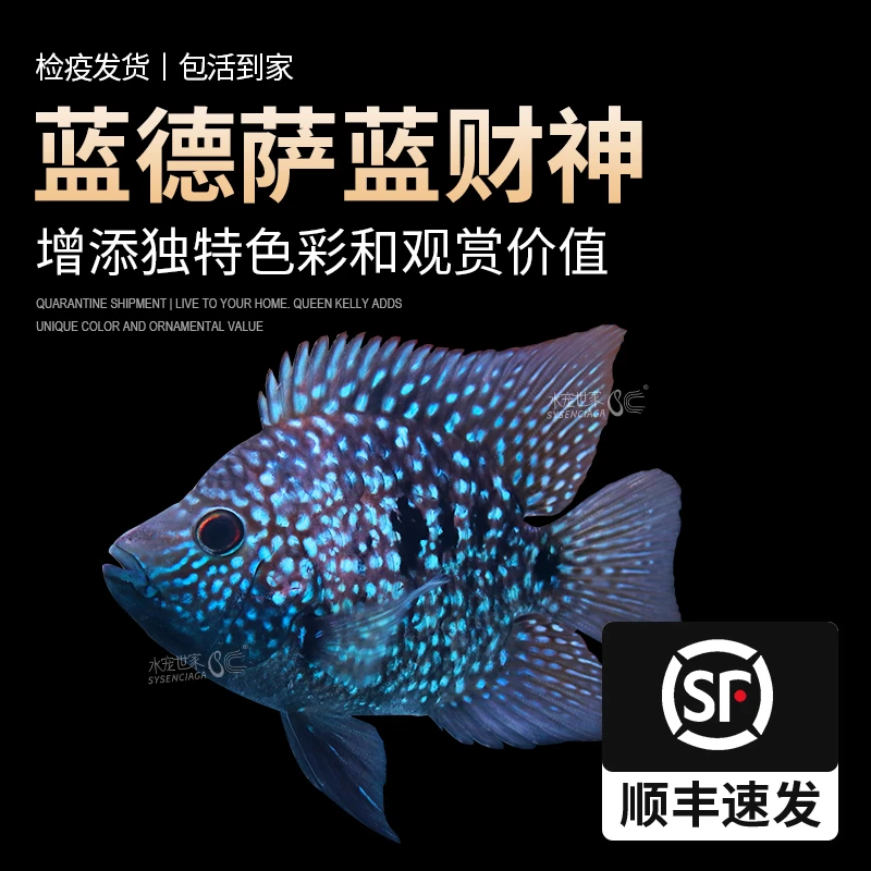 罗汉鱼热带鱼观赏鱼活体蓝德萨蓝财神鱼淡水活体鱼宠物鱼德州豹