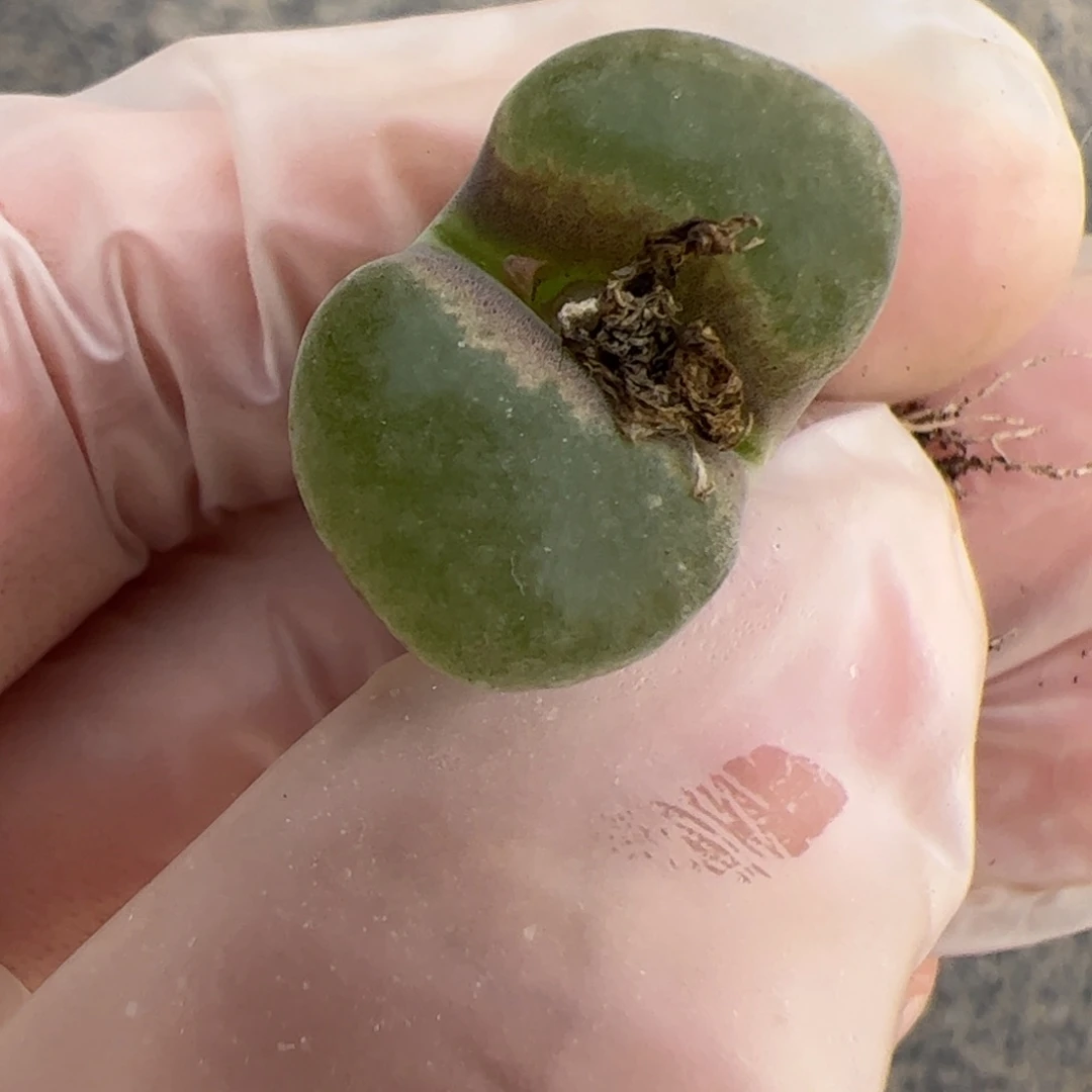 醒****了039号风铃多肉植物