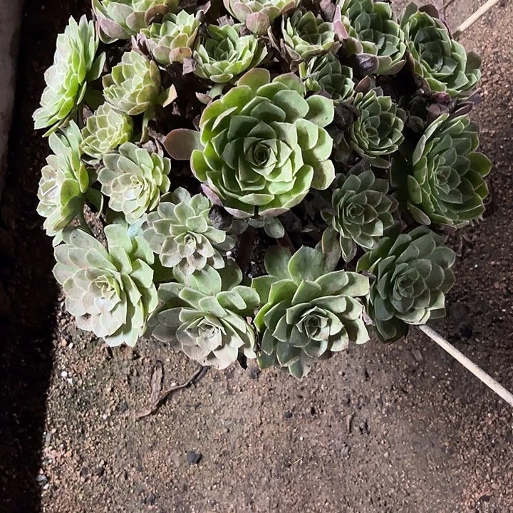 多肉植物莲花座锦……