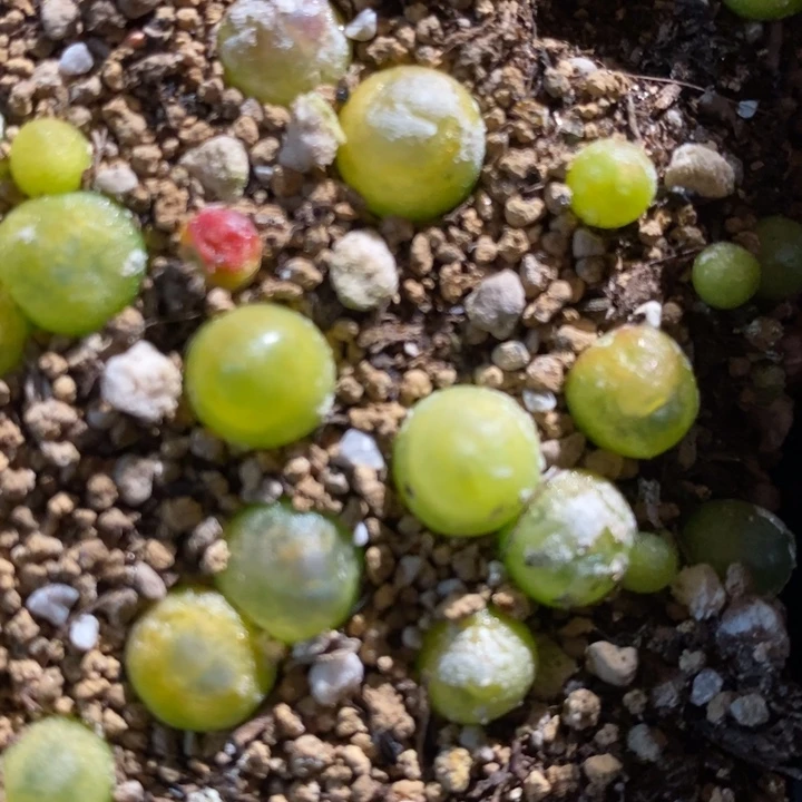 拉登一颗0.8-1厘米1颗买2送1