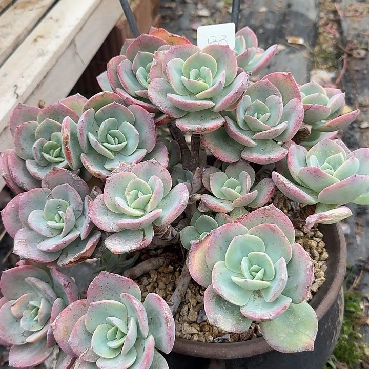 拗*鸽133血凤脱土发货不退不换