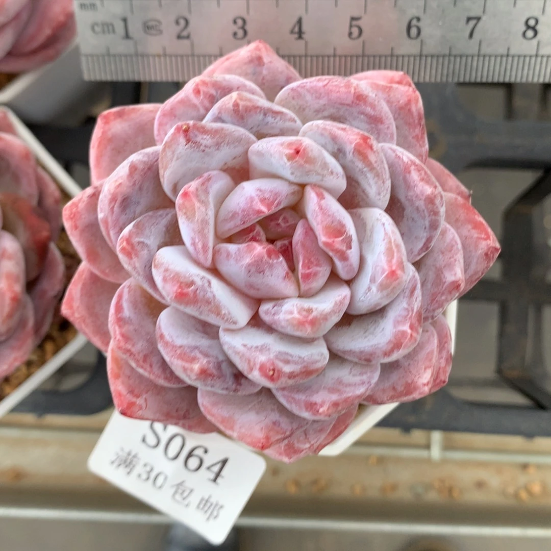 64。花朵脸糖心星影橙。