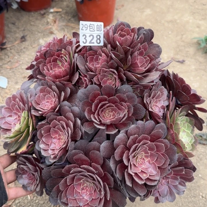 花月夜……多肉植物……