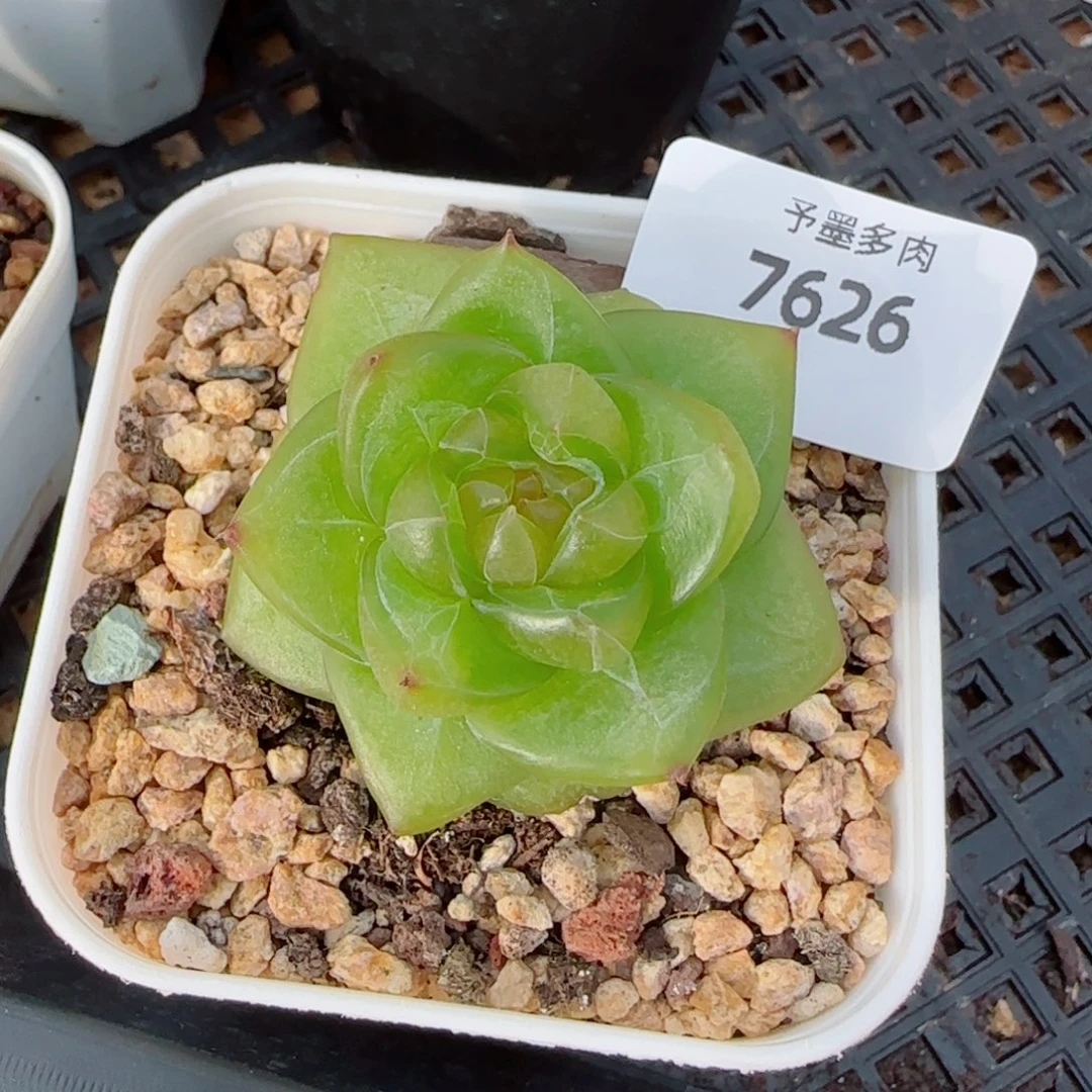 灵泽珍妮，7626多肉植物