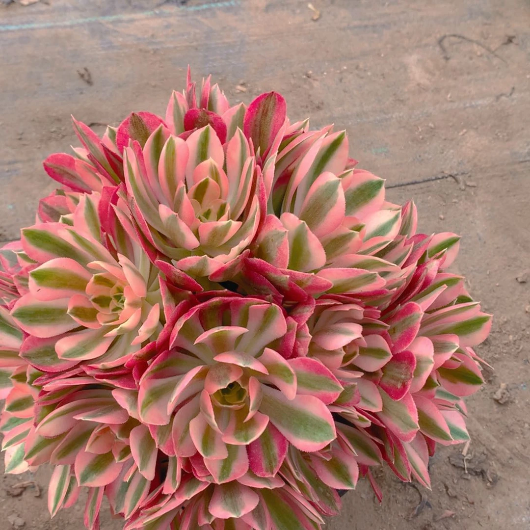 粉女巫大捧花多肉15.8