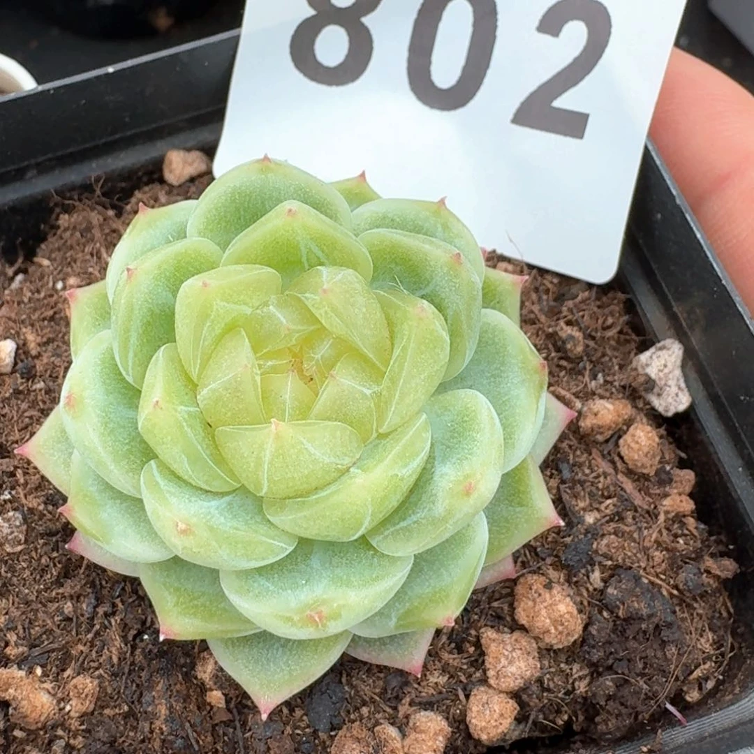 泼天财富         多肉植物