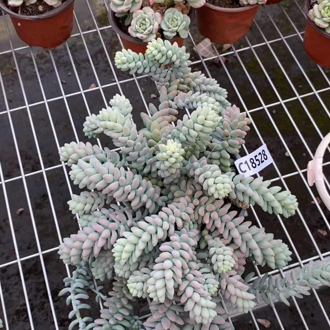 18528彩虹玉坠一物一拍