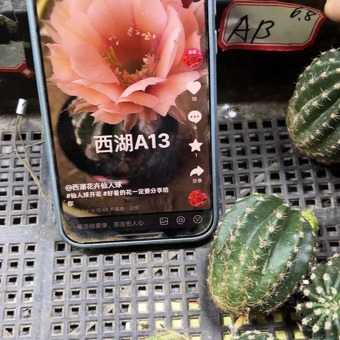 A13无根侧牙四公分22