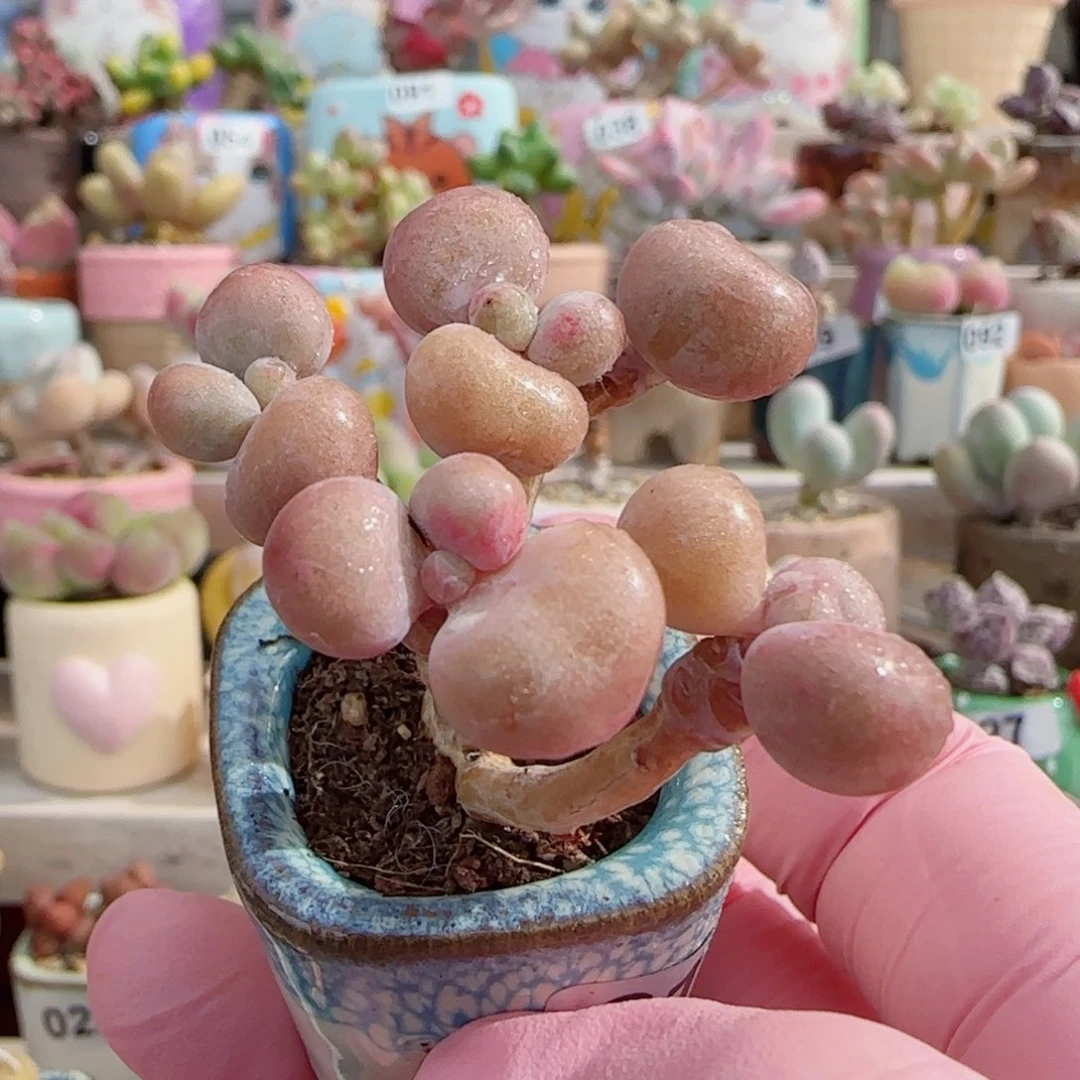 造型桃蛋 盆口2.5cm