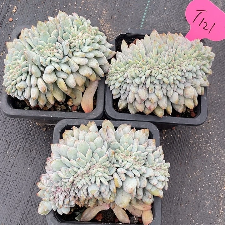 三盆石榴子星影缀化有切