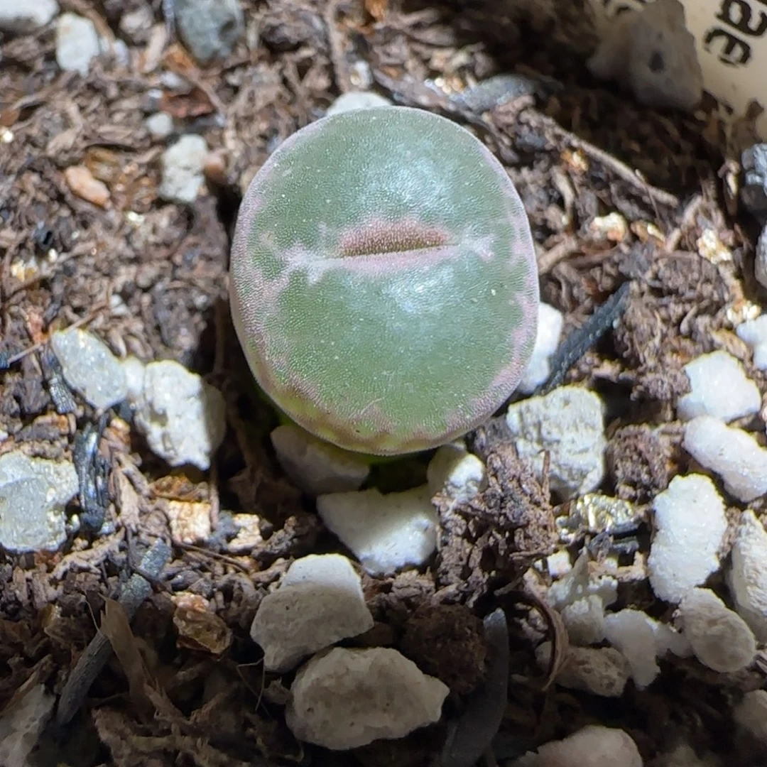 肉锥多肉植物组合-安格494