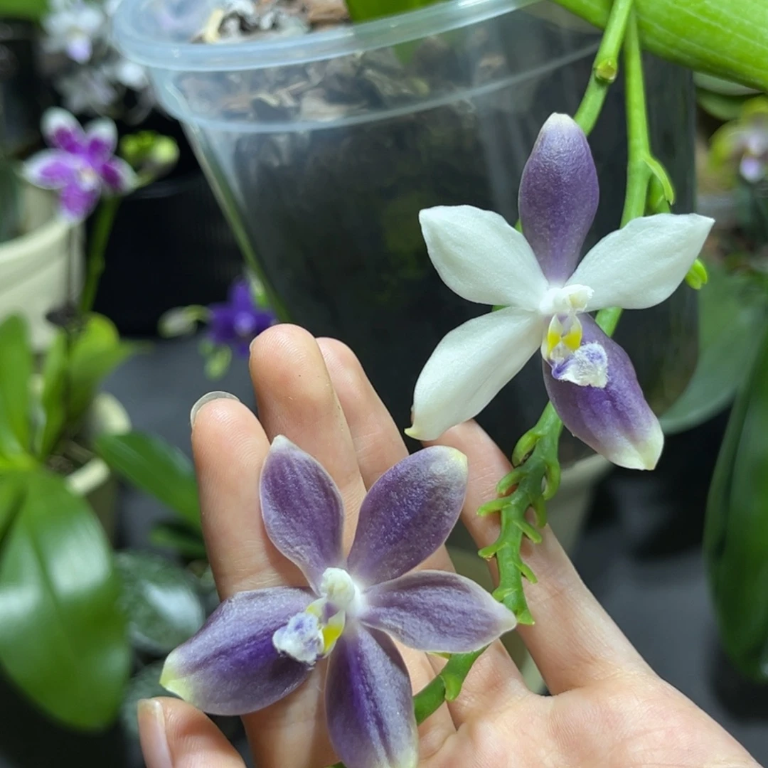 完全开放4寸盾花紫岳开花株