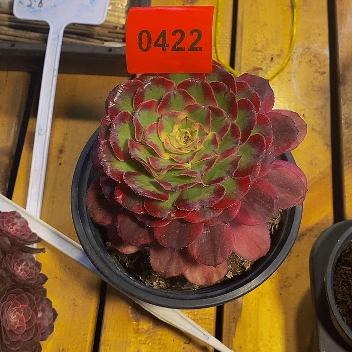 ****a0422多肉植物中奖