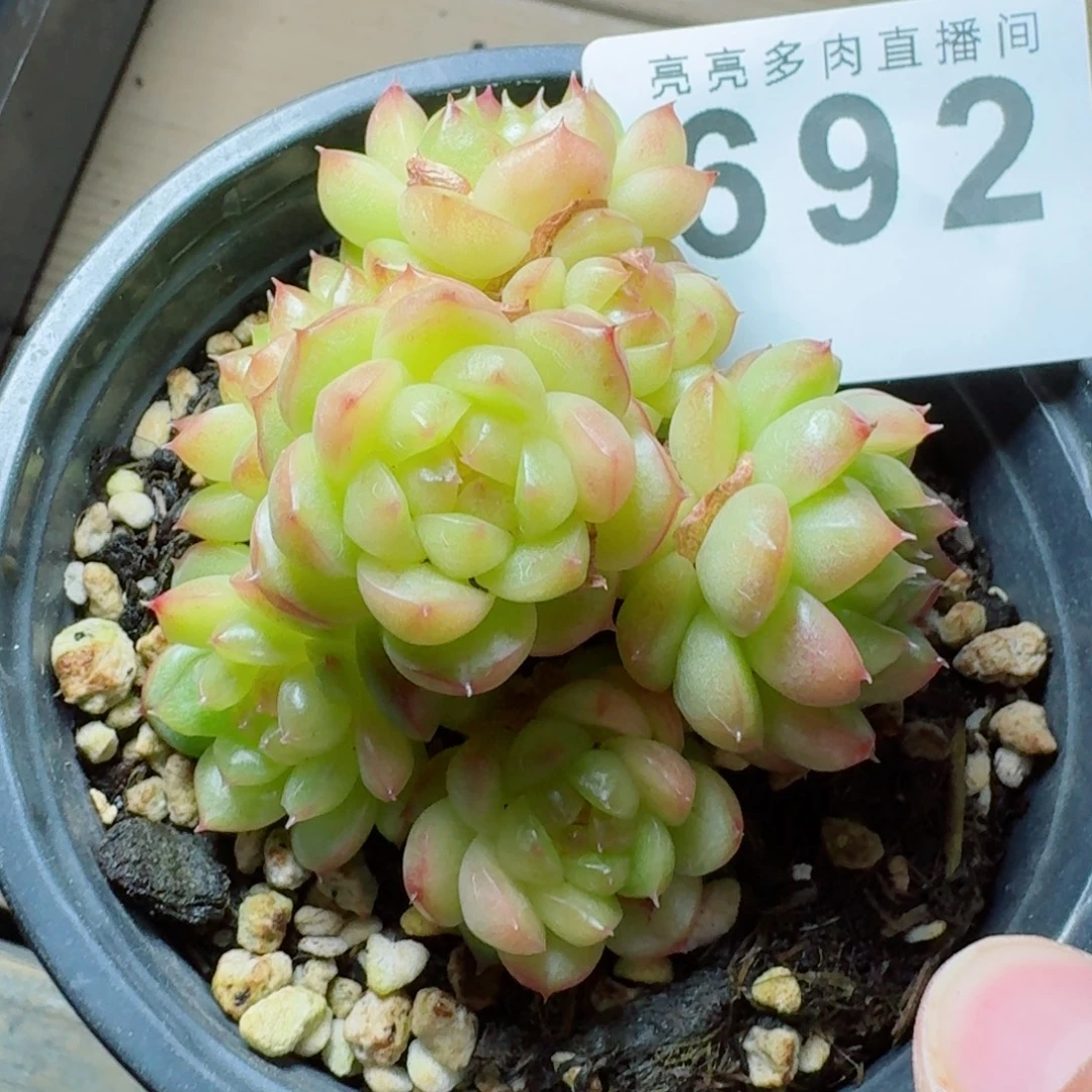灯泡珍妮            精美多肉植物