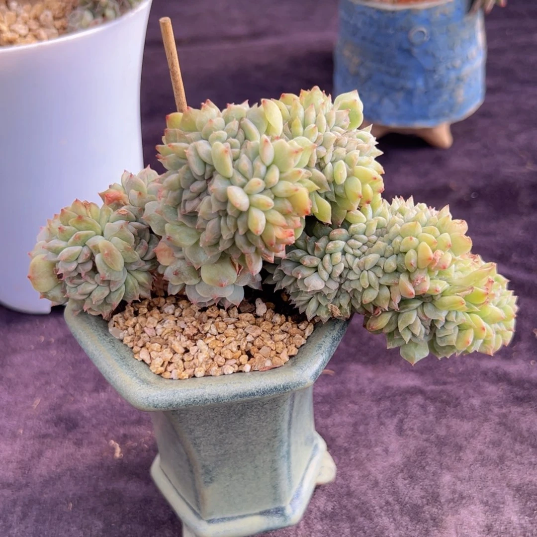 ?****粒新年快乐啊宝宝8888888899