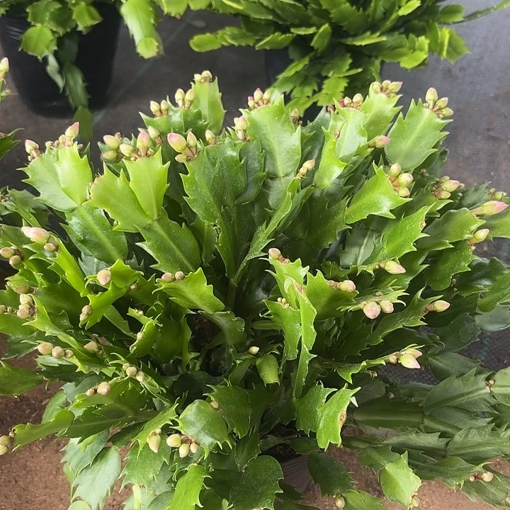 知***恩当前无花栽培后可以开花