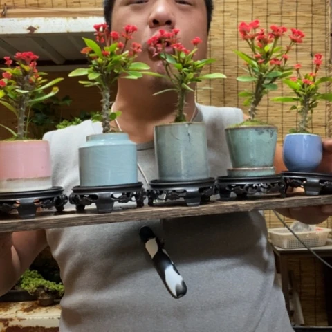 红陶圆托虎刺梅一盆器型随缘带盆发货