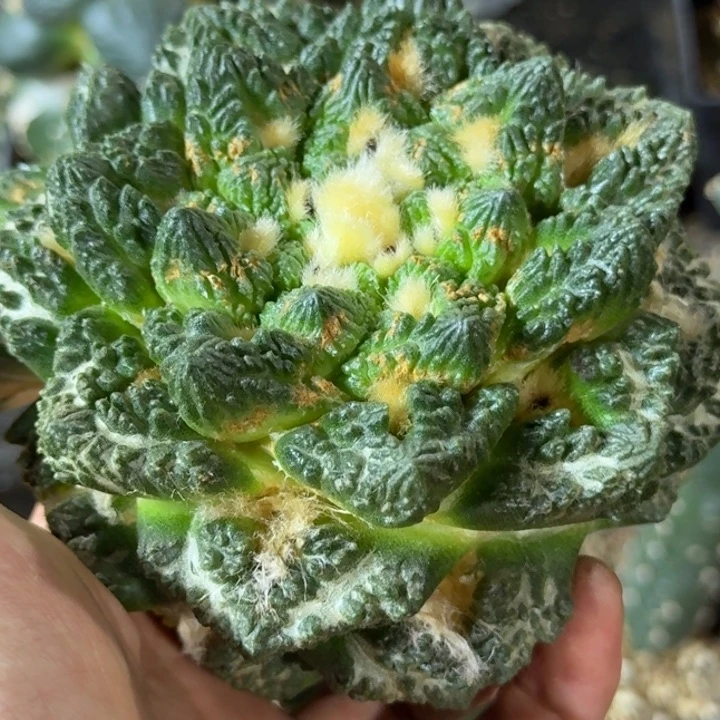 凌***帆福利大龟甲牡丹072