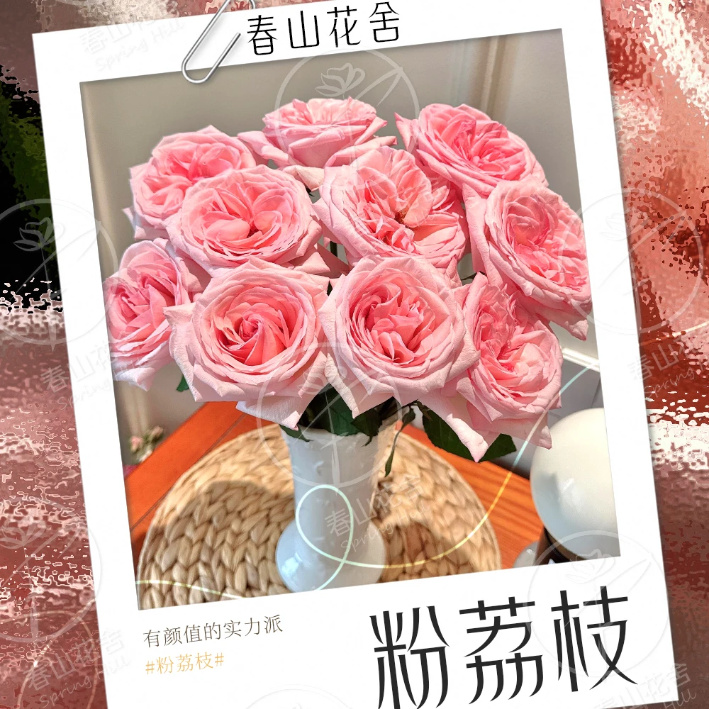 【粉荔枝】粉色玫瑰花丨云南直发拍两单发：顺丰或冷链（送货上门）