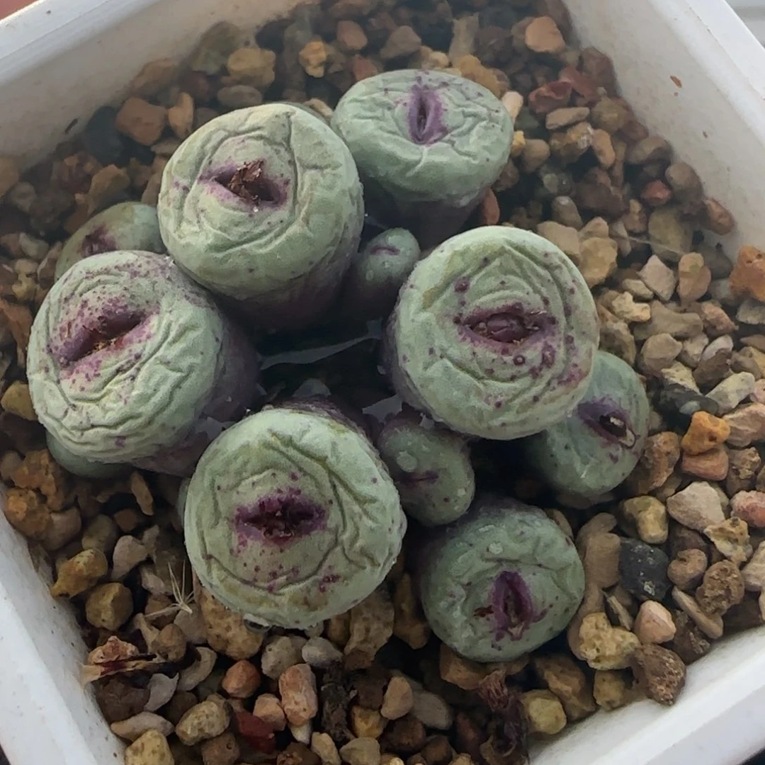 1.27多肉红嘴一群67号