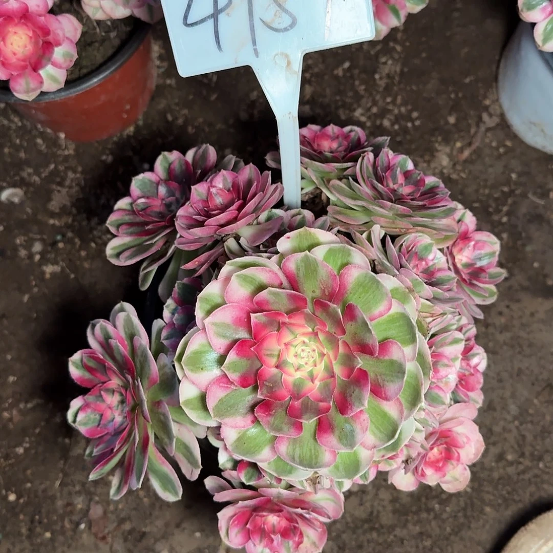 4159倾城多肉法师多肉