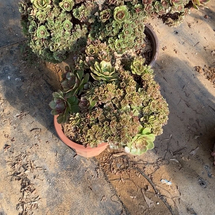 嫦***姐万圣节朵朵缀两颗发货