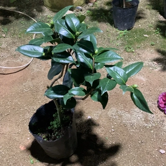 当前无花栽培后可以开花