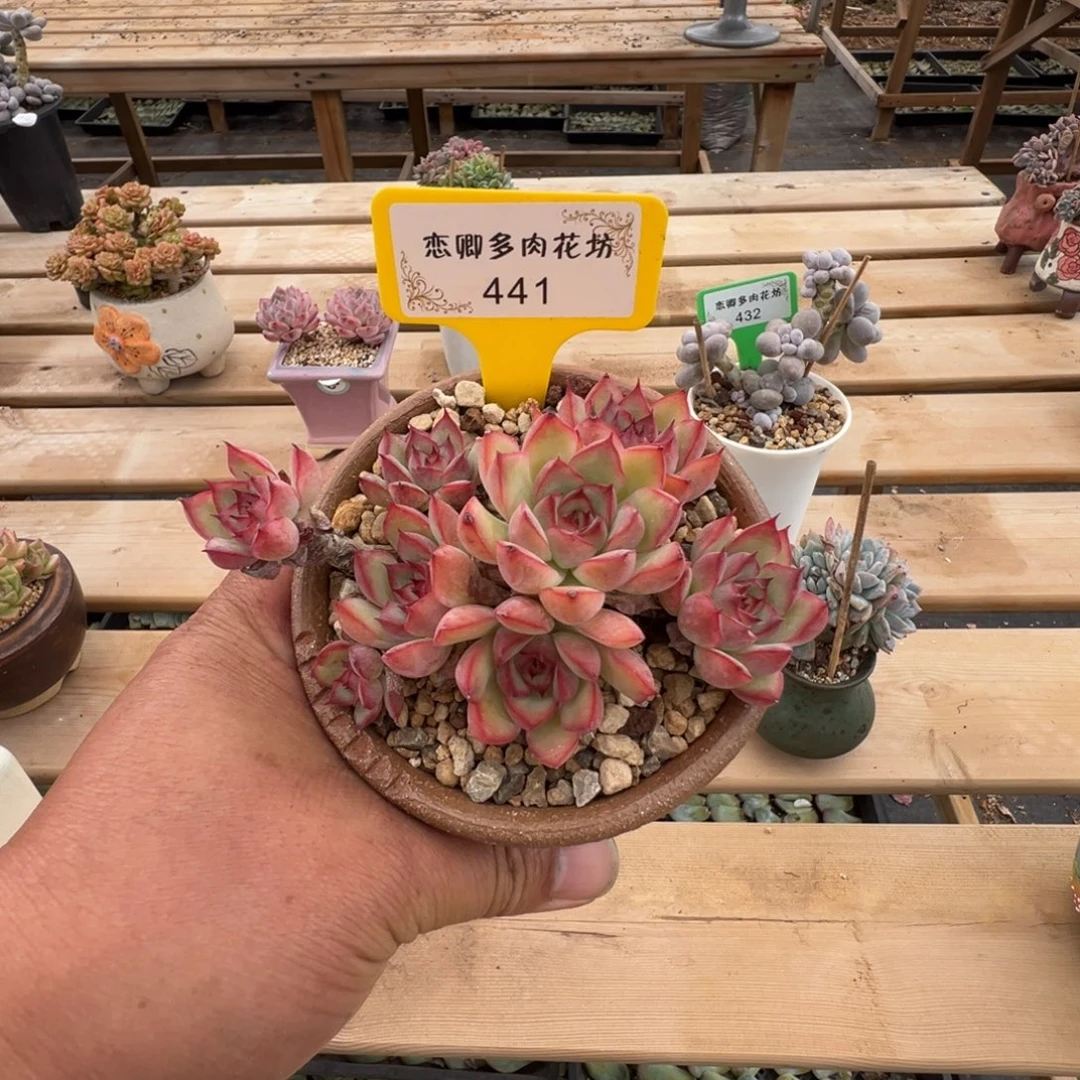 441荷花老桩无砍0000