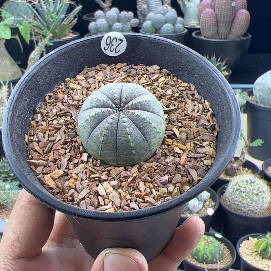 欧布实生3一物一拍