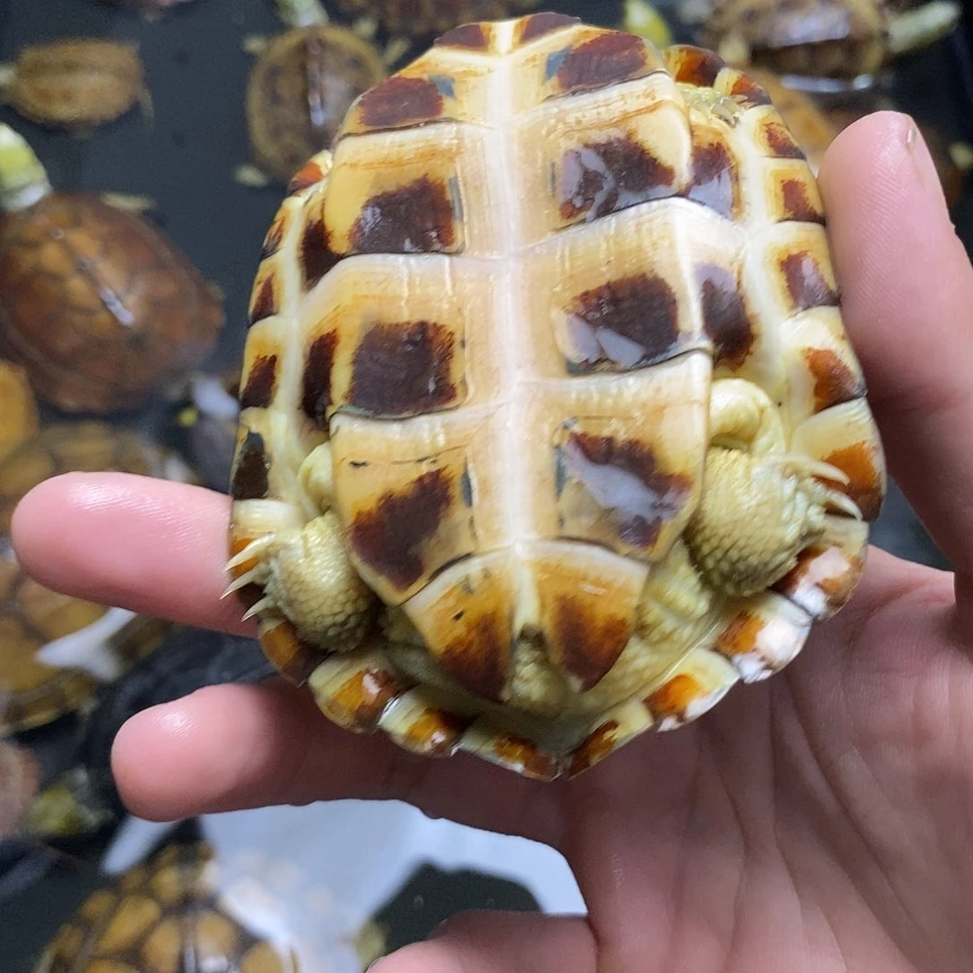 母绿毛龟?*111111