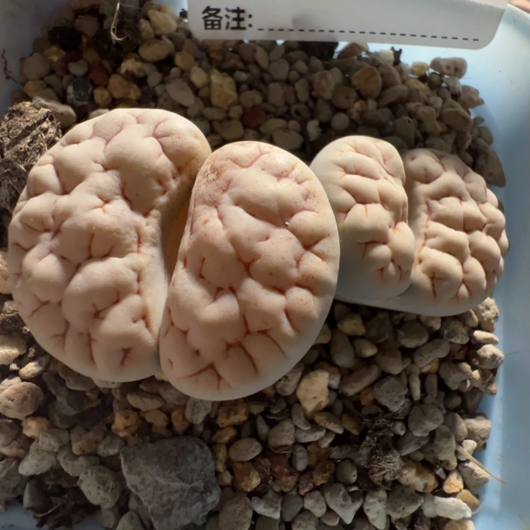 老***翟9960双头凹凸带盆